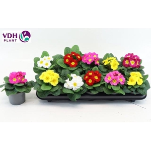 Prim Ac Paradiso Gem