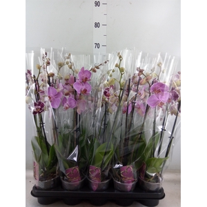 Phalaenopsis   ...mix