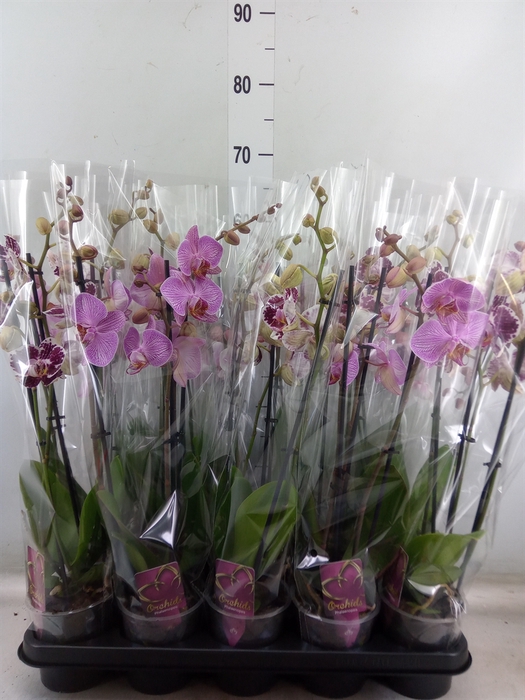 <h4>Phalaenopsis   ...mix</h4>