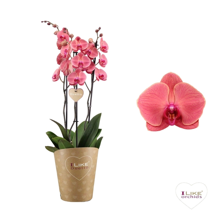 <h4>Duetto Asian Coral - 3 tak</h4>