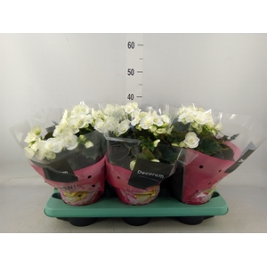 Begonia elat. DU 'Move2Joy White'