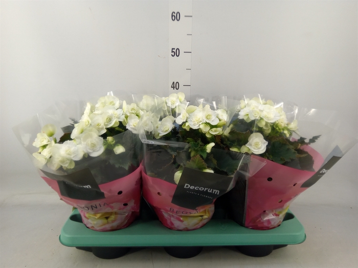 <h4>Begonia elat. DU 'Move2Joy White'</h4>