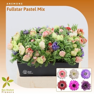 Anemone Fullstar Pastel Mix