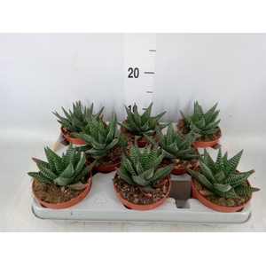 xGasterhaworthia  'Royal Highness'