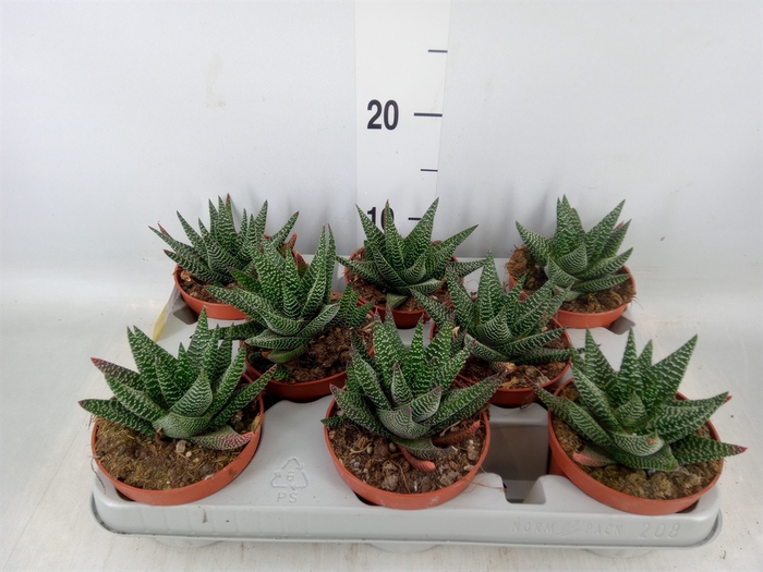 <h4>xGasterhaworthia  'Royal Highness'</h4>