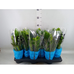 Zamioculcas zamiifolia