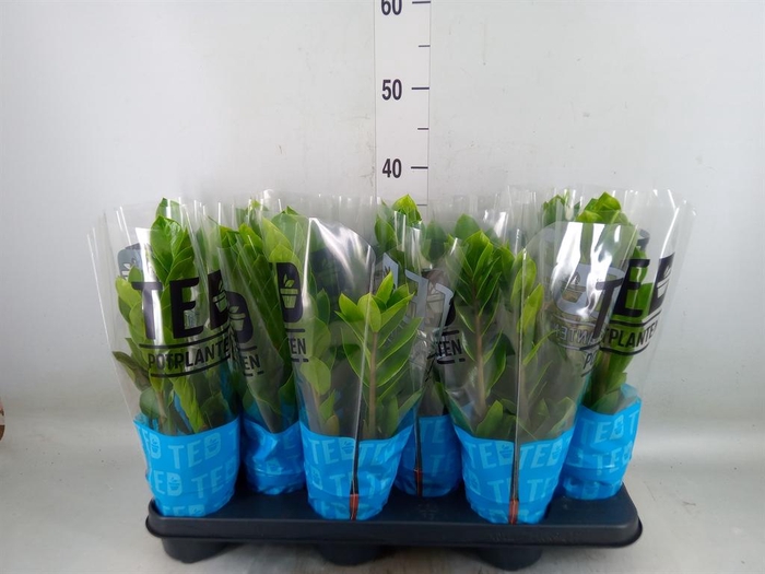 <h4>Zamioculcas zamiifolia</h4>