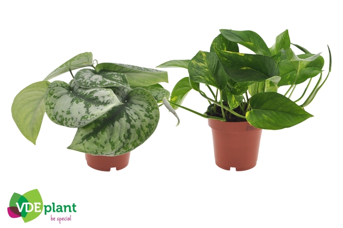 <h4>Epipremnum mix 12cm</h4>