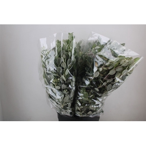 Pittosp Ralphi Leaves 200gr P Bunch