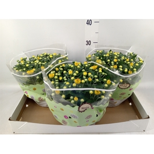 Chrysanthemum  'Hoihoi'