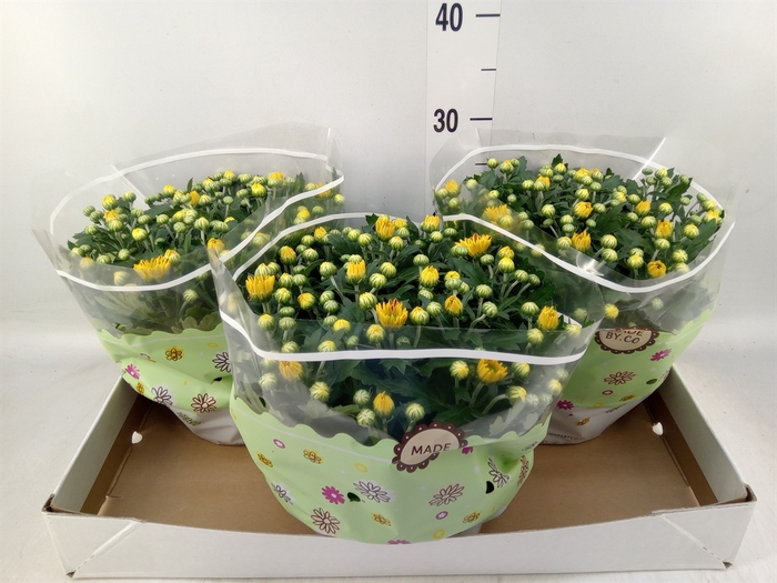 <h4>Chrysanthemum  'Hoihoi'</h4>