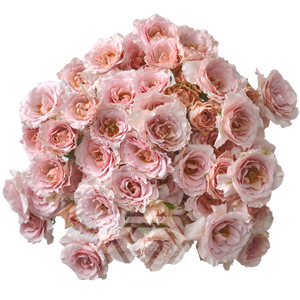 R TR BE LOVING Tessa