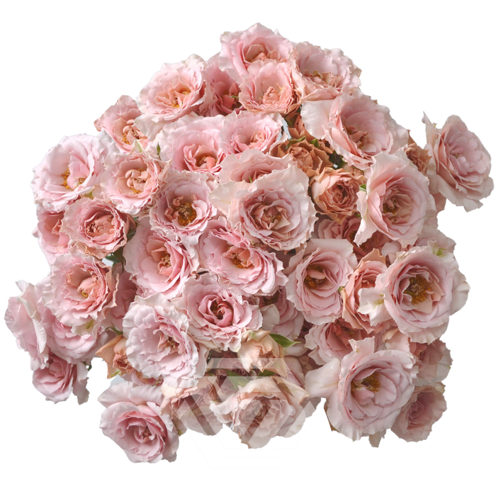 <h4>R TR BE LOVING Tessa</h4>