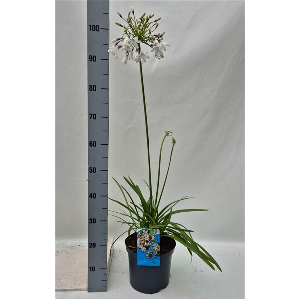 <h4>Agapanthus Fire Works</h4>