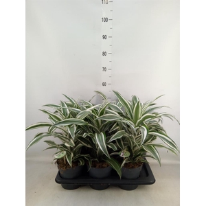 Dracaena frag. 'White Jewel'