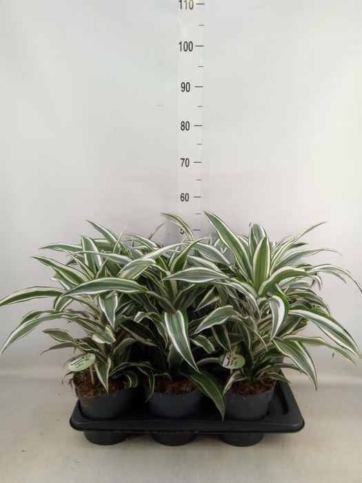 <h4>Dracaena frag. 'White Jewel'</h4>