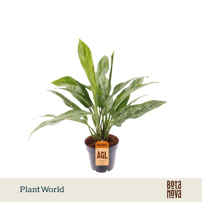 <h4>Aglaonema Green Lady</h4>