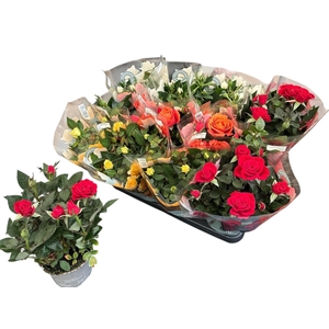 RO KORDANA GEM 5 SRT