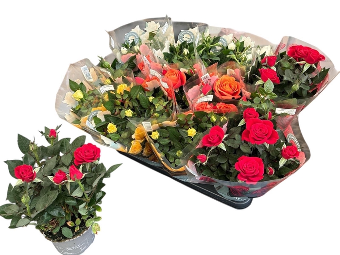 <h4>RO KORDANA GEM 5 SRT</h4>