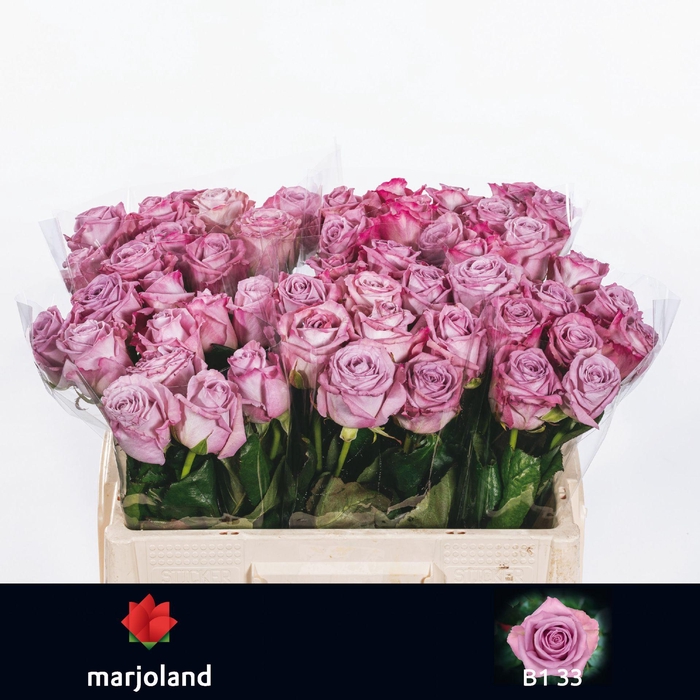 <h4>R GR NAYELI! B1</h4>