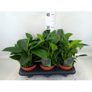 Philodendron  'Green Princess'