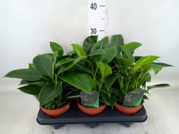 <h4>Philodendron  'Green Princess'</h4>