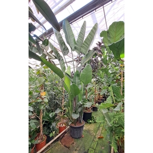 Strelitzia nicolai