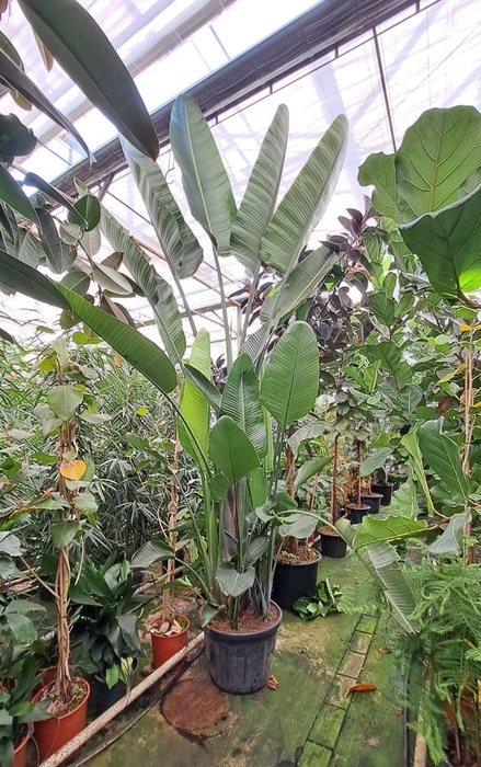 <h4>Strelitzia nicolai</h4>
