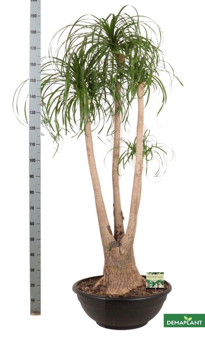 <h4>BEAUCARNEA RECUR</h4>