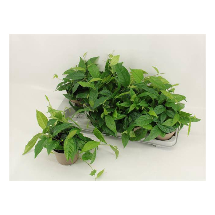 <h4>Ficus sagittata (F. radicans) 12Ø 25cm 3pp</h4>