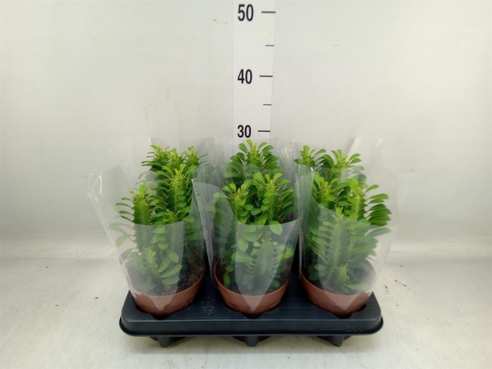 <h4>Euphorbia trigona</h4>