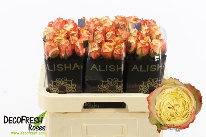 <h4>R Gr Adventure Extra Alisha</h4>