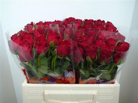 <h4>R Gr Madam Red</h4>