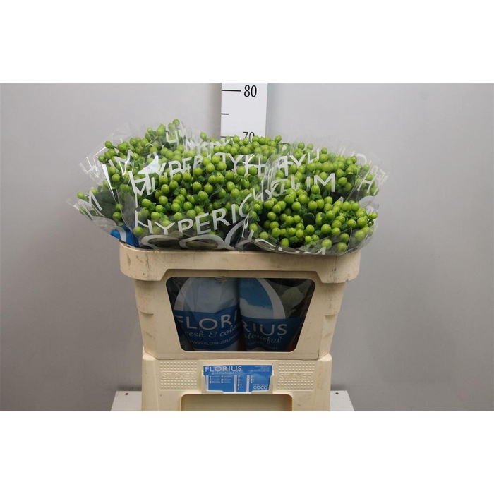 <h4>Hyp Coco Bamboo</h4>