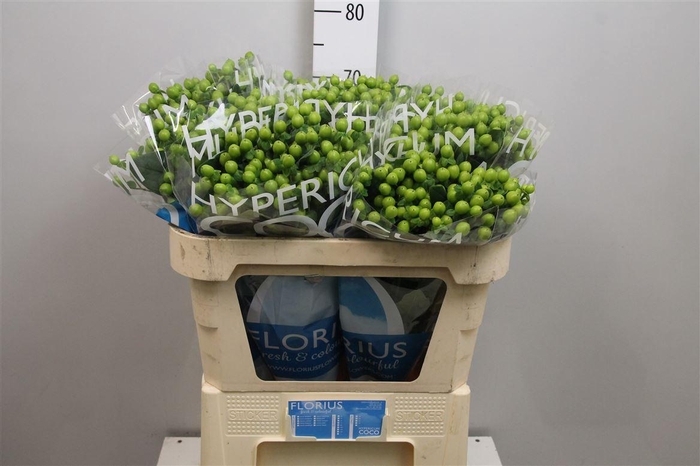 <h4>Hyp Coco Bamboo</h4>