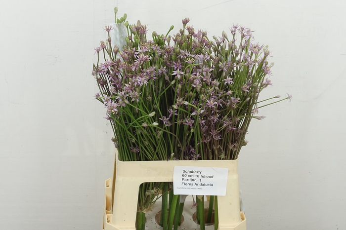 <h4>Allium Schubertii</h4>
