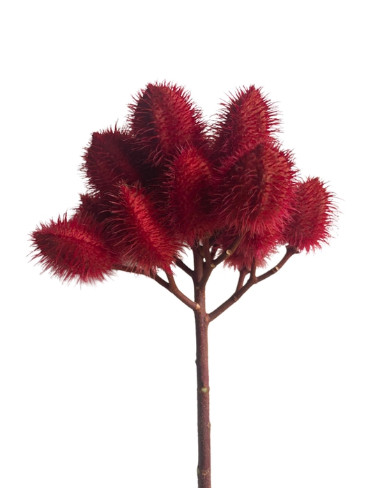 <h4>Achiote Red</h4>
