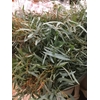 EUCA NICOLY 300GR P BUNCH