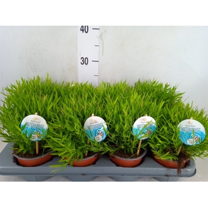 Pogonatherum  'Monica'