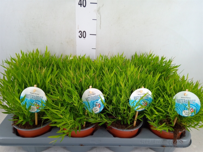 <h4>Pogonatherum  'Monica'</h4>
