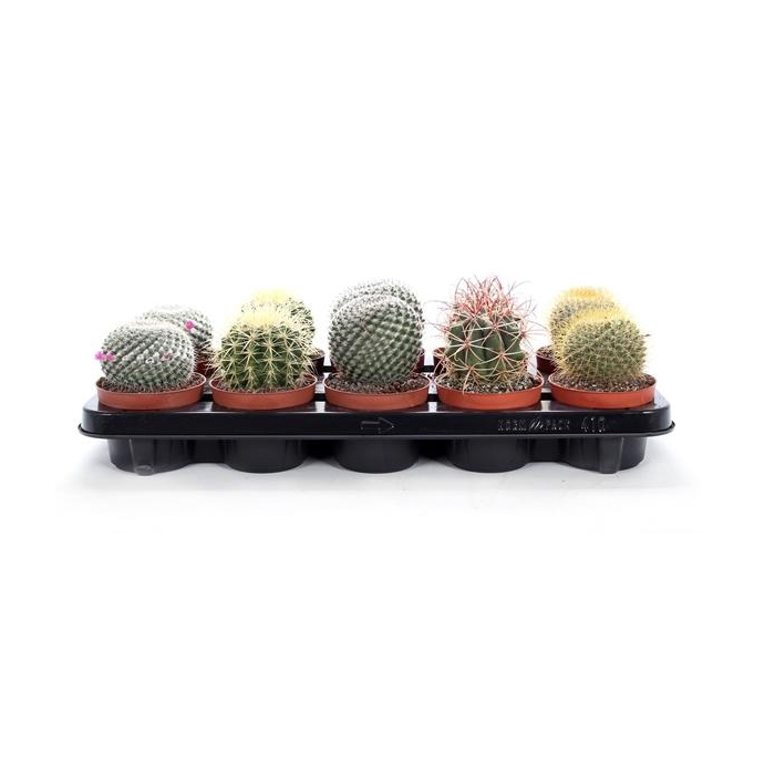 <h4>Cactus canarias 10,5 cm</h4>