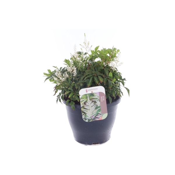 Astilbe japonica Deutschland