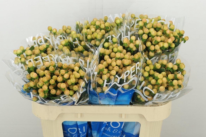 <h4>Hyp Coco Gelato</h4>