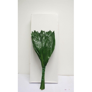 Aspidistra 50cm