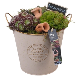 PTS7360 Arrangement Sempervivum in metalen pot