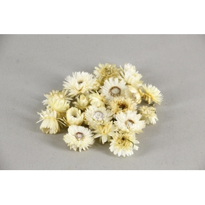 DF Helichrysum Head White