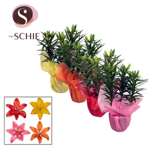 Aziaat Mix 13cm WRAP Non Woven