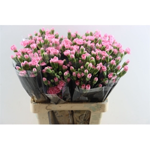 Di Tr Pink Ibis