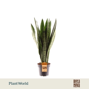 Sansevieria Zeylanica (8+ blad)