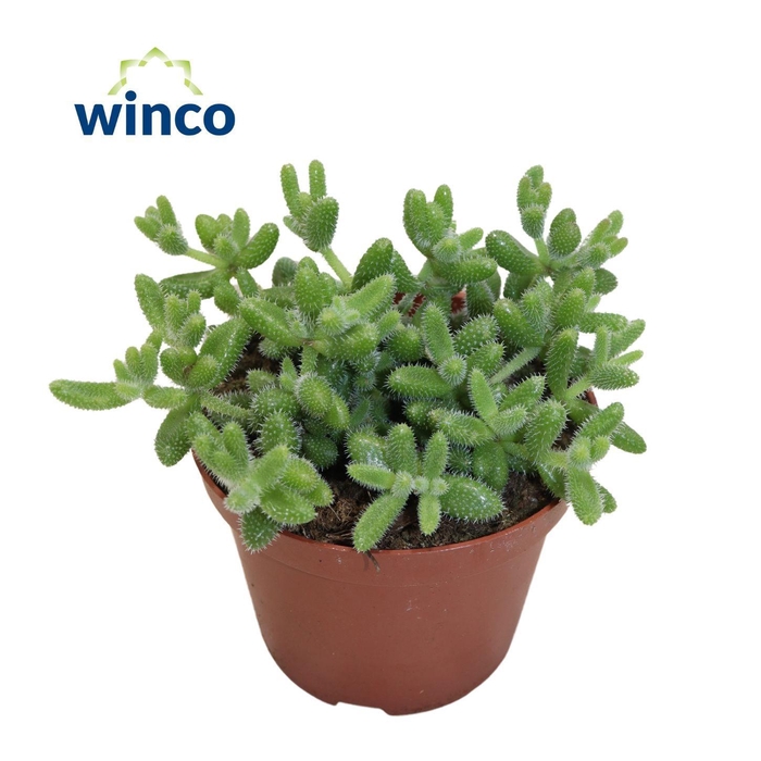 <h4>DELOSPERMA ECHINATUM</h4>